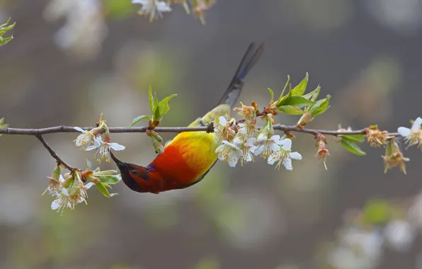 Picture flowers, bird, branch, beak, the Sunbird