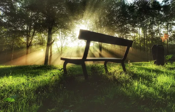Trees, Park, bench, sunlight