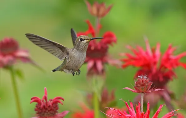 Picture flowers, nature, Hummingbird, flight, bird