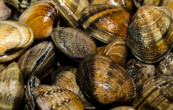 Sea, color, sink, shell