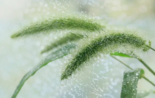 Summer, drops, macro, rain, plant