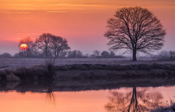 Sunset, river, tree, the evening