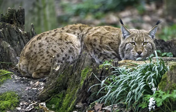 Picture forest, predator, lynx