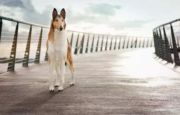 Bridge, background, dog