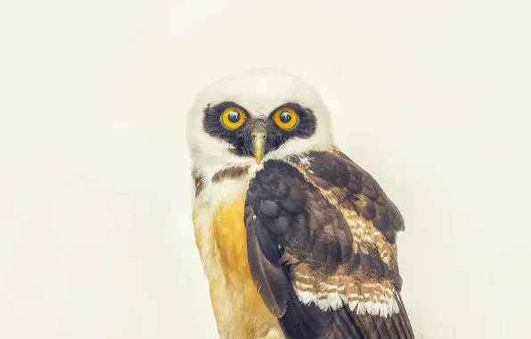Picture eyes, owl, beak, direct look
