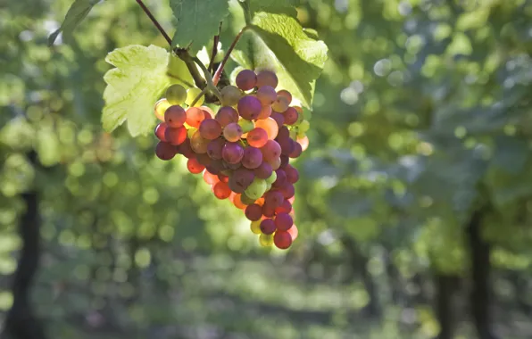 Picture leaves, berry, grapes, bunch