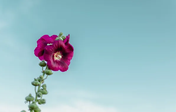 Flower, sky, macro, blur, purple, bloom, buds, stem