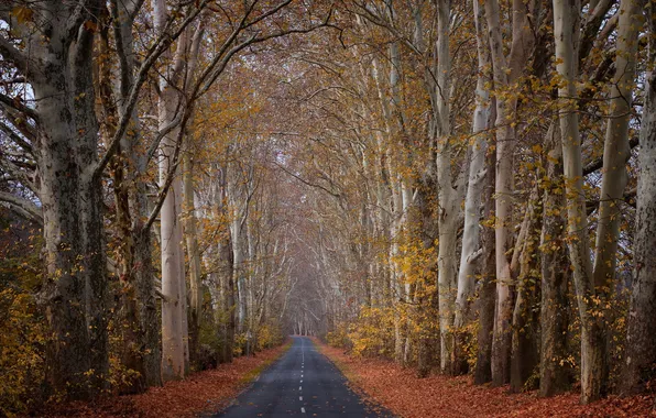Road, autumn, trees, landscape
