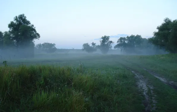Road, greens, forest, summer, fog, morning