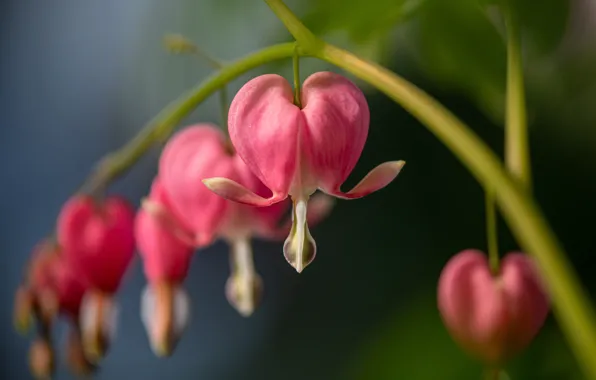 Macro, bokeh, broken heart, the bleeding heart