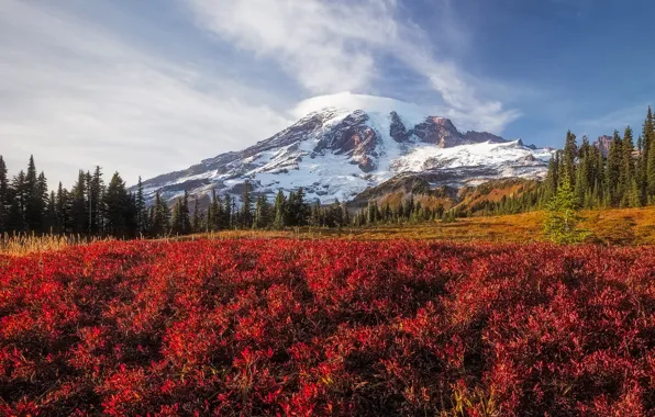 Autumn, forest, clouds, snow, mountains, vegetation, top, red leaves