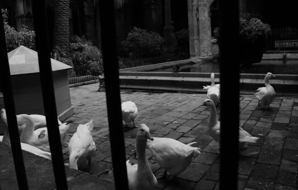 Italy, black and white, geese, behind bars