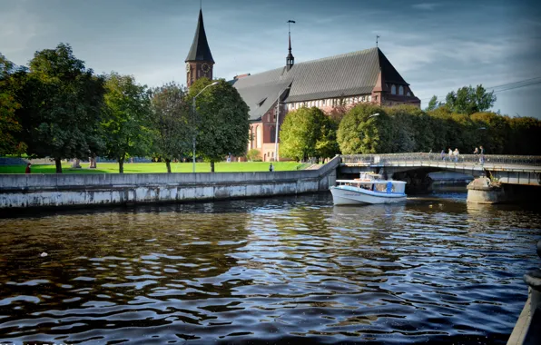 Picture trees, bridge, city, the city, river, boat, lights, Cathedral