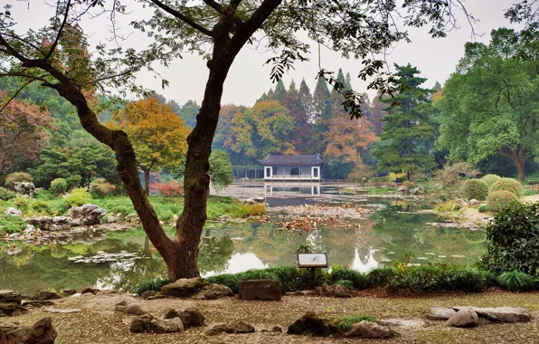 Picture grass, trees, pond, stones, garden, China, the bushes, Hangzhou Botanical Garden