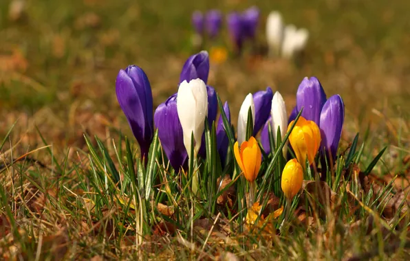 Picture yellow, purple, crocuses, glade