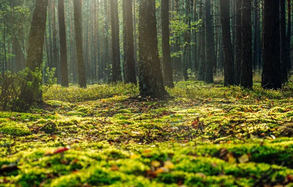 Greens, autumn, forest, leaves, trees, branches, nature, trunks
