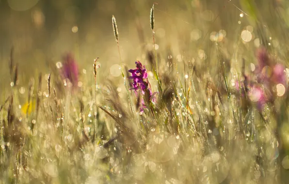Summer, grass, flowers, Rosa, glare, meadow