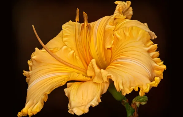 Flower, background, daylilies