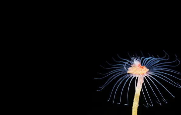 Black, Medusa, underwater world