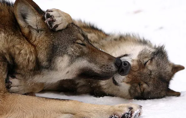 Picture nature, snow, predator, face, animal, wolf, wildlife, portrait