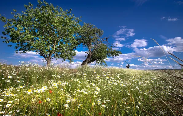 Picture the sky, grass, landscape, flowers, nature, chamomile, meadow