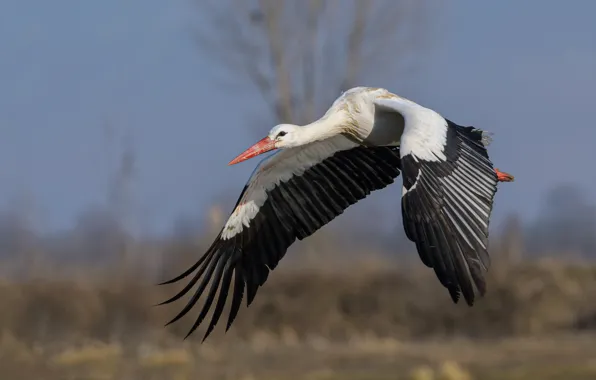 Picture field, the sky, look, flight, bird, wings, stork, Flies