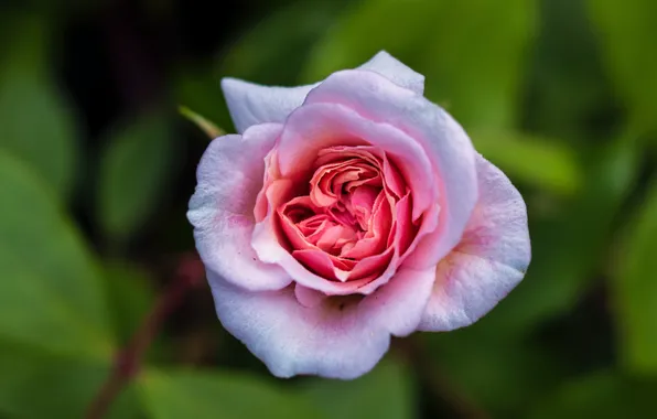 Picture roses, flowers, pink, leaves, bokeh, green background, buds