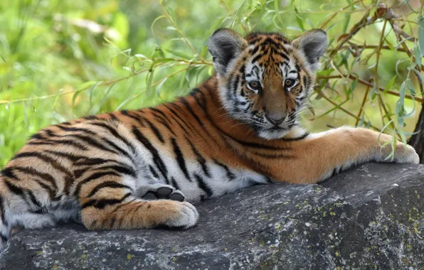Look, tiger, muzzle, lies, tiger