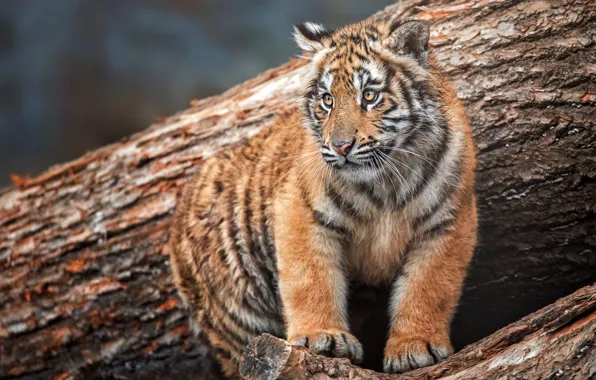 Picture tiger, look, log, tiger, sitting