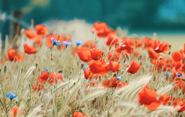 Picture grass, Maki, grass, meadow flowers, flora, poppies, flora, meadow flowers