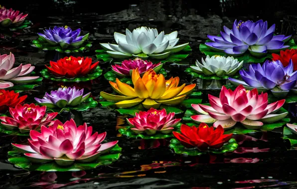 Lily, colorful, water lilies