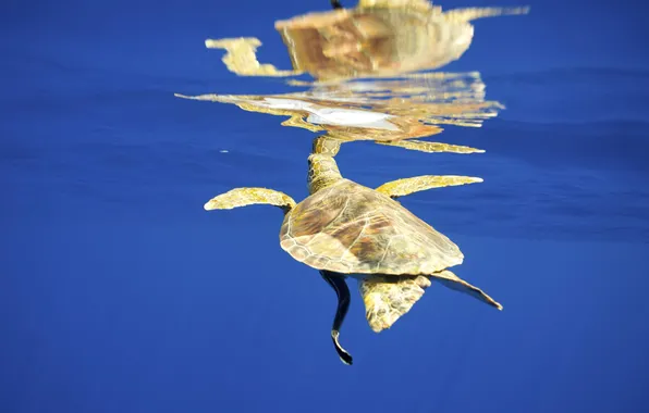 Sea, water, surface, reflection, turtle, under water, yellow