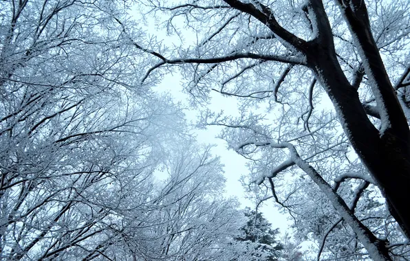 Picture winter, the sky, snow, trees, branches, nature