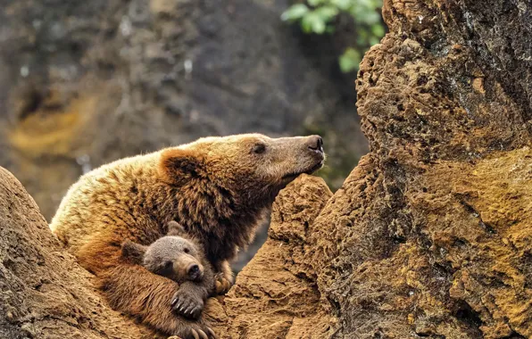 Picture Bear, Spain, Spain, Bear, Cantabria, Cantabria, Kabarseno Nature Park, Cabarceno Nature Park