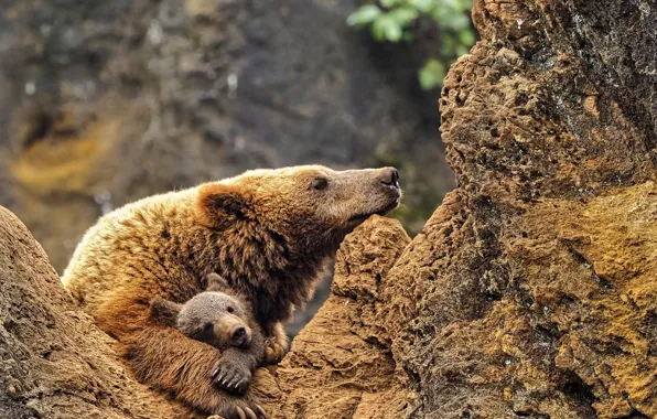 Bear, Spain, Spain, Bear, Cantabria, Cantabria, Kabarseno Nature Park, Cabarceno Nature Park