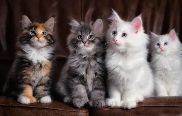 Four, fluffy, kitten