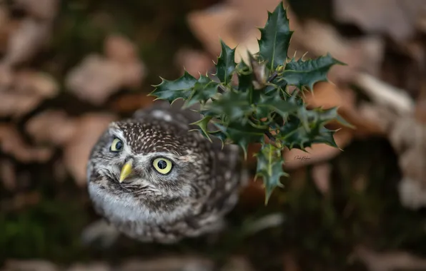 Picture owl, bird, bokeh, Holly, owlet, The little owl