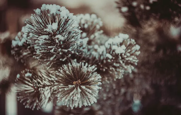 Winter, greens, tree, Spruce