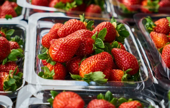 Picture berries, Victoria, strawberry, container, tray, a lot, plastic