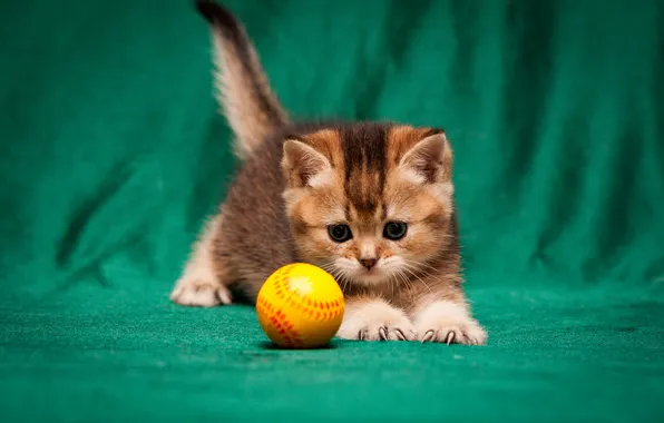 Cat, look, pose, kitty, the game, legs, ball, baby