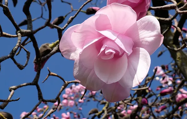 Macro, branches, pink, petals, Magnolia