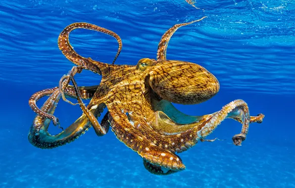 Sea, look, face, water, octopus, tentacles, underwater world, under water