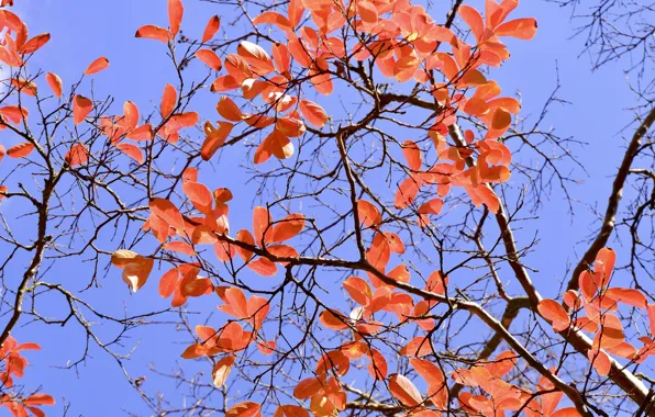 Picture the sky, branches, autumn, leaves