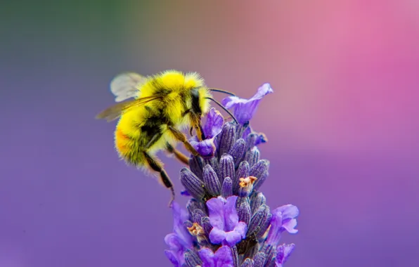 Flower, nature, bee