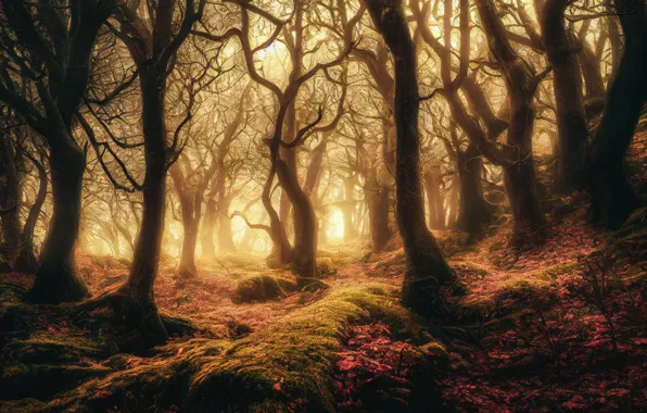 Forest, light, trees, landscape, branches, nature, fog, Park
