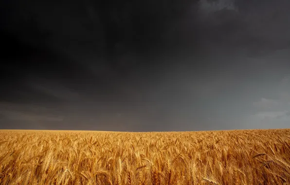 Field, summer, the sky, ears