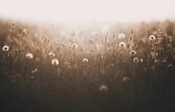 Picture field, summer, nature, fog