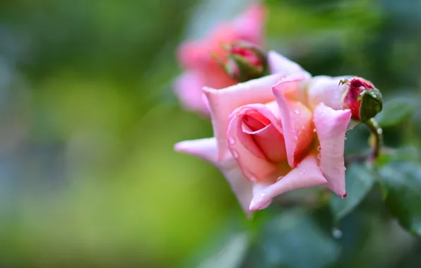 Drops, flowers, background, roses, blur, pink, buds, bokeh