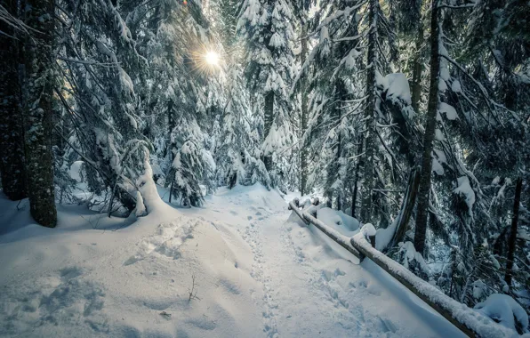 Winter, forest, snow