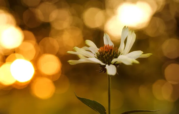 Macro, flowers, bokeh, Echinacea